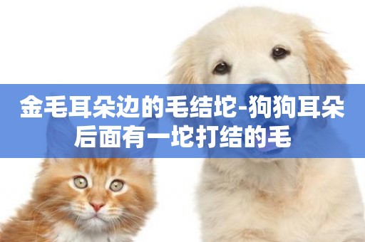 金毛耳朵邊的毛結坨-狗狗耳朵后面有一坨打結的毛