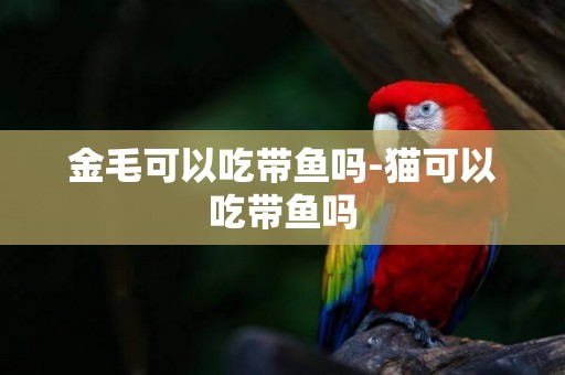 金毛可以吃帶魚嗎-貓可以吃帶魚嗎