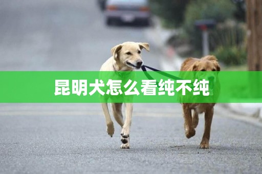 昆明犬怎么看純不純