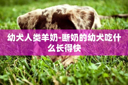 幼犬人類羊奶-斷奶的幼犬吃什么長得快