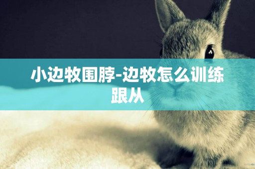 小邊牧圍脖-邊牧怎么訓練跟從