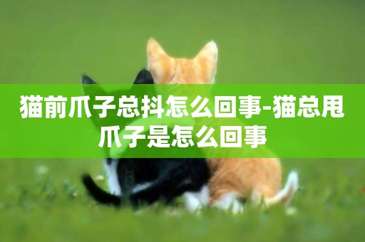 貓前爪子總抖怎么回事-貓總甩爪子是怎么回事