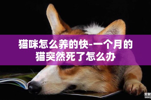 貓咪怎么養的快-一個月的貓突然死了怎么辦