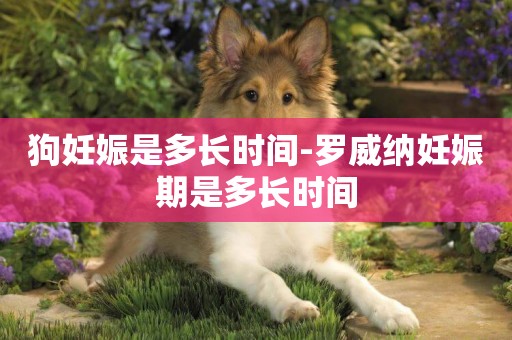 狗妊娠是多長時間-羅威納妊娠期是多長時間