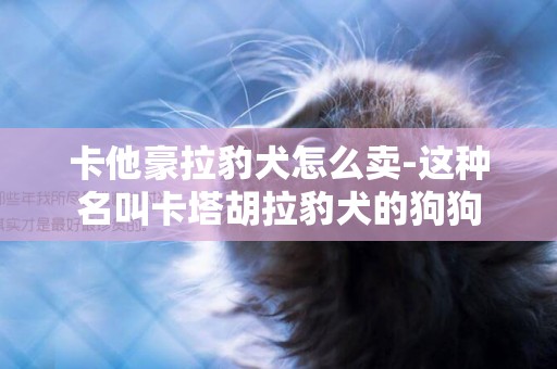 卡他豪拉豹犬怎么賣-這種名叫卡塔胡拉豹犬的狗狗