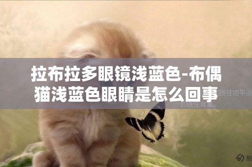 拉布拉多眼鏡淺藍色-布偶貓淺藍色眼睛是怎么回事