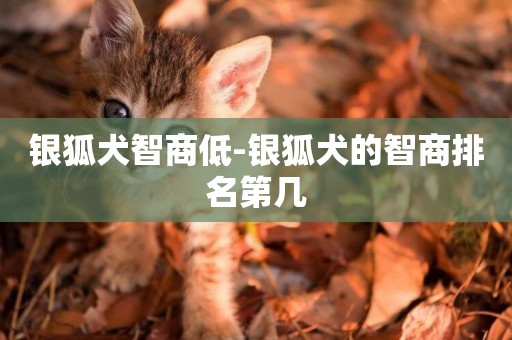 銀狐犬智商低-銀狐犬的智商排名第幾
