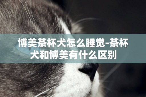 博美茶杯犬怎么睡覺-茶杯犬和博美有什么區別