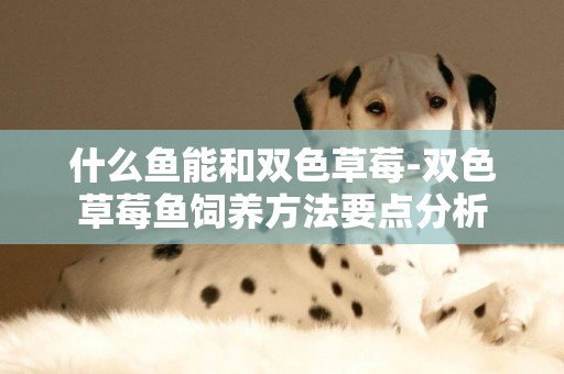 什么魚能和雙色草莓-雙色草莓魚飼養方法要點分析