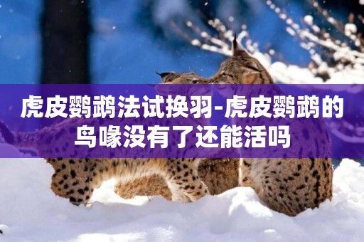 虎皮鸚鵡法試換羽-虎皮鸚鵡的鳥喙沒有了還能活嗎