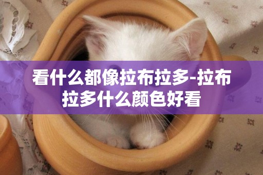看什么都像拉布拉多-拉布拉多什么顏色好看