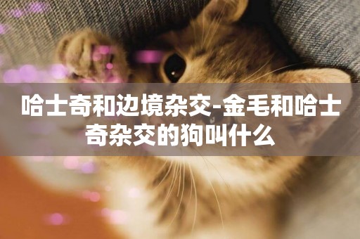 哈士奇和邊境雜交-金毛和哈士奇雜交的狗叫什么