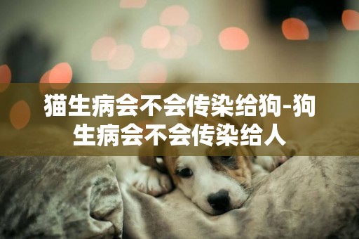 貓生病會不會傳染給狗-狗生病會不會傳染給人