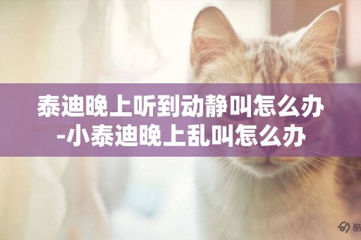 泰迪晚上聽到動靜叫怎么辦-小泰迪晚上亂叫怎么辦
