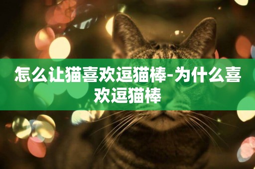 怎么讓貓喜歡逗貓棒-為什么喜歡逗貓棒