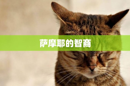 薩摩耶的智商