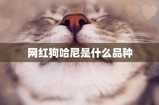 網紅狗哈尼是什么品種
