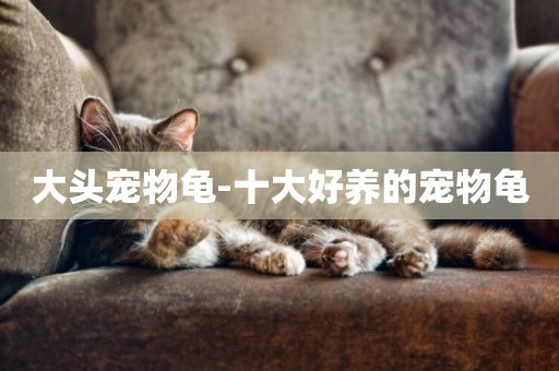 大頭寵物龜-十大好養的寵物龜