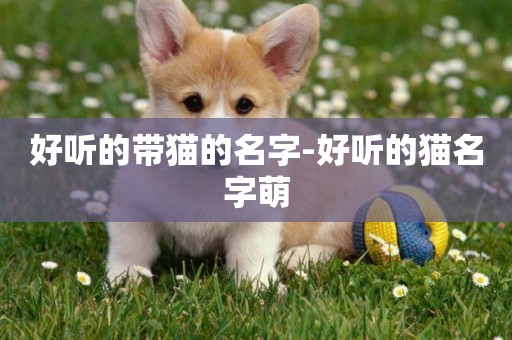 好聽的帶貓的名字-好聽的貓名字萌