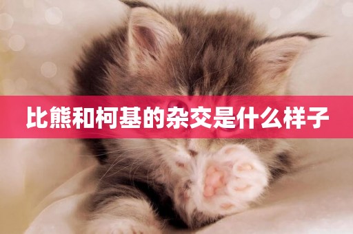 比熊和柯基的雜交是什么樣子