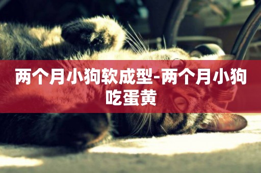 兩個月小狗軟成型-兩個月小狗吃蛋黃