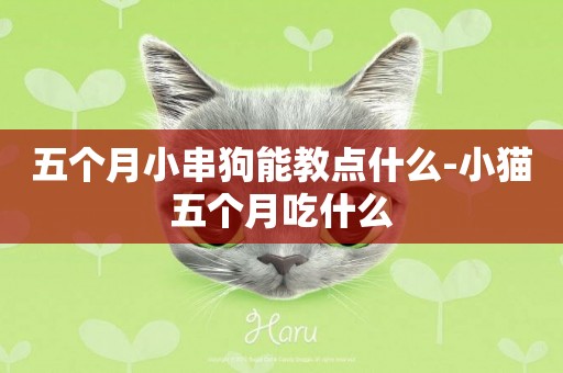 五個月小串狗能教點什么-小貓五個月吃什么