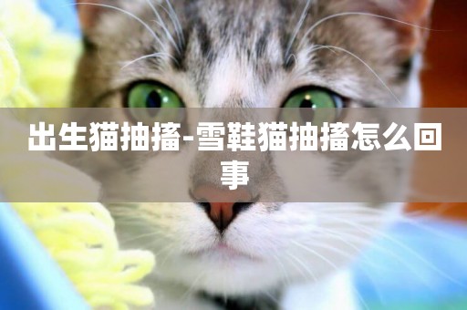 出生貓抽搐-雪鞋貓抽搐怎么回事