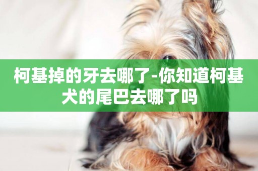 柯基掉的牙去哪了-你知道柯基犬的尾巴去哪了嗎