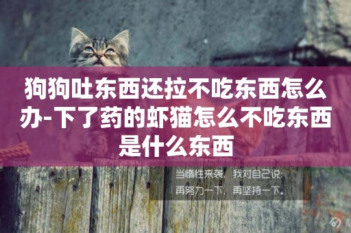狗狗吐東西還拉不吃東西怎么辦-下了藥的蝦貓怎么不吃東西是什么東西