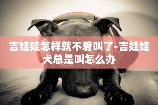 吉娃娃怎樣就不愛叫了-吉娃娃犬總是叫怎么辦