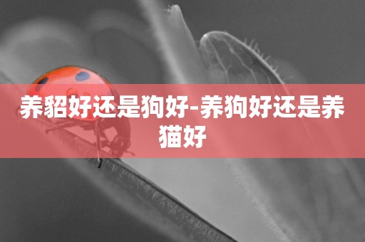 養貂好還是狗好-養狗好還是養貓好