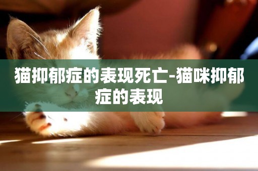 貓抑郁癥的表現死亡-貓咪抑郁癥的表現
