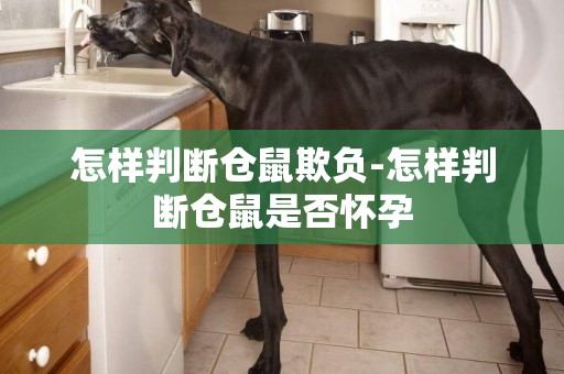 怎樣判斷倉鼠欺負-怎樣判斷倉鼠是否懷孕