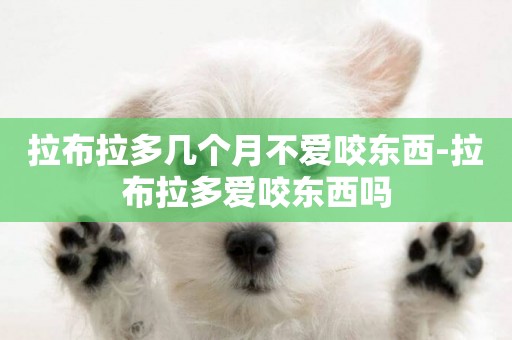 拉布拉多幾個月不愛咬東西-拉布拉多愛咬東西嗎
