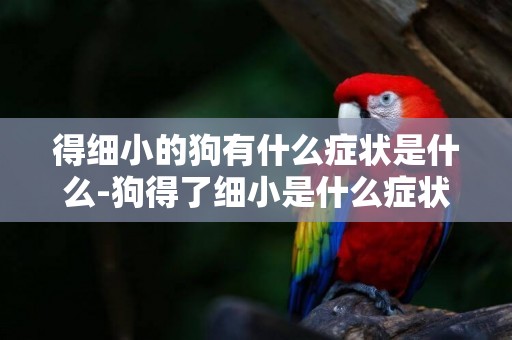 得細小的狗有什么癥狀是什么-狗得了細小是什么癥狀