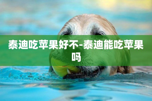 泰迪吃蘋果好不-泰迪能吃蘋果嗎