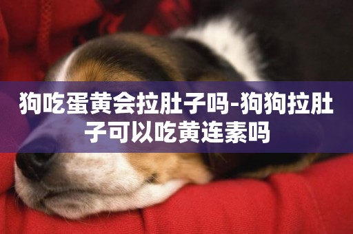 狗吃蛋黃會拉肚子嗎-狗狗拉肚子可以吃黃連素嗎