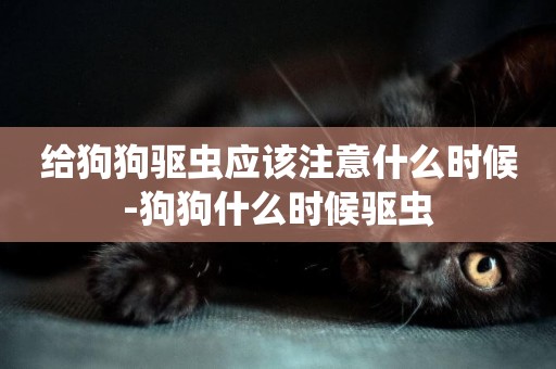 給狗狗驅蟲應該注意什么時候-狗狗什么時候驅蟲