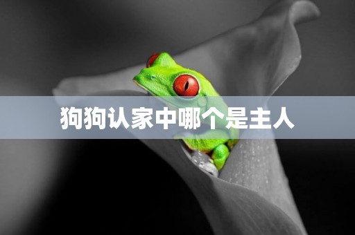狗狗認家中哪個是主人