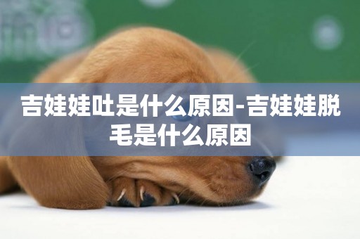 吉娃娃吐是什么原因-吉娃娃脫毛是什么原因