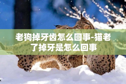 老狗掉牙齒怎么回事-貓老了掉牙是怎么回事