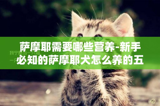 薩摩耶需要哪些營養-新手必知的薩摩耶犬怎么養的五大要點