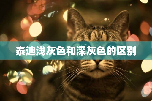 泰迪淺灰色和深灰色的區別