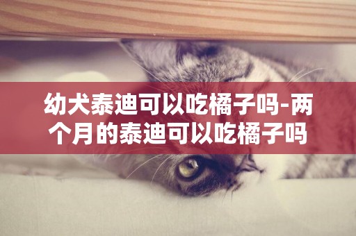 幼犬泰迪可以吃橘子嗎-兩個月的泰迪可以吃橘子嗎