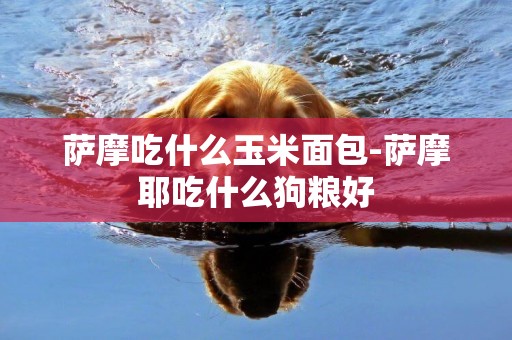 薩摩吃什么玉米面包-薩摩耶吃什么狗糧好
