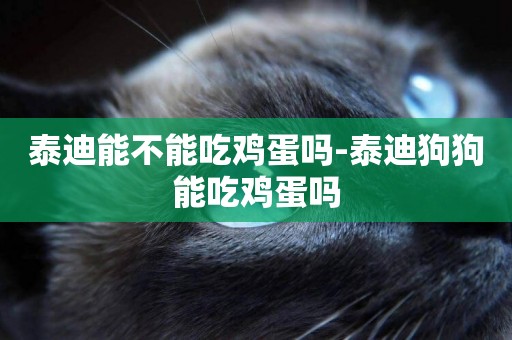 泰迪能不能吃雞蛋嗎-泰迪狗狗能吃雞蛋嗎