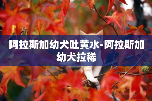 阿拉斯加幼犬吐黃水-阿拉斯加幼犬拉稀