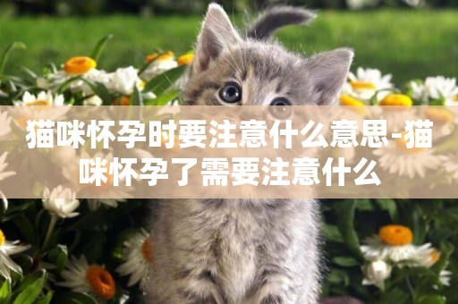 貓咪懷孕時要注意什么意思-貓咪懷孕了需要注意什么