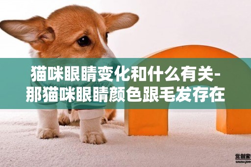 貓咪眼睛變化和什么有關-那貓咪眼睛顏色跟毛發存在什么樣的關系