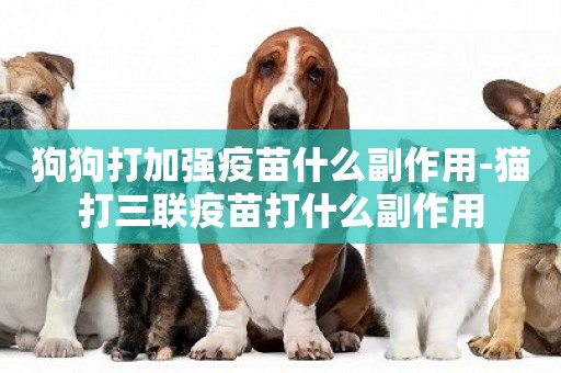 狗狗打加強疫苗什么副作用-貓打三聯疫苗打什么副作用